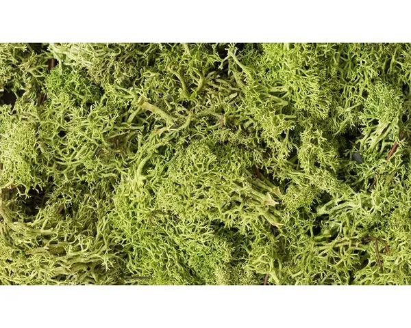 WDS 162 Lichen Light Green (86.6 Cubic Inches)